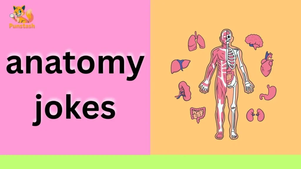 anatomy jokes