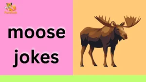 moose jokes